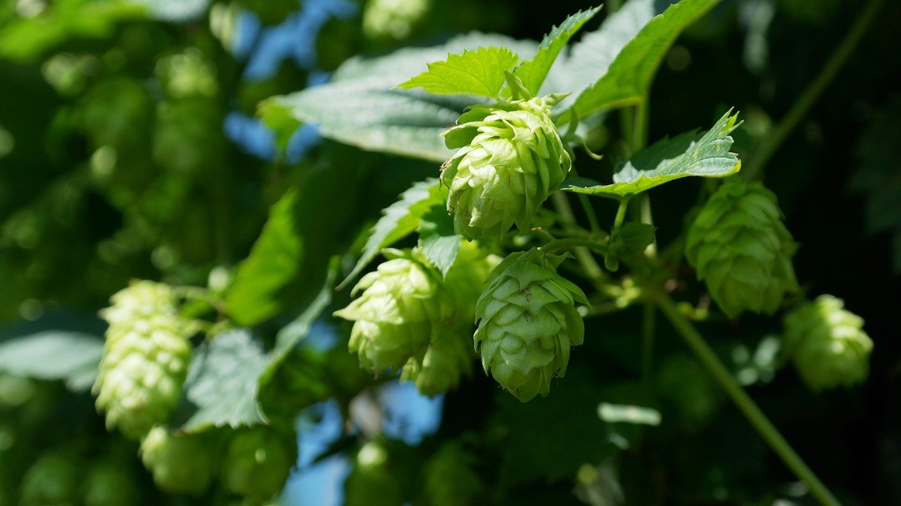 Houblon