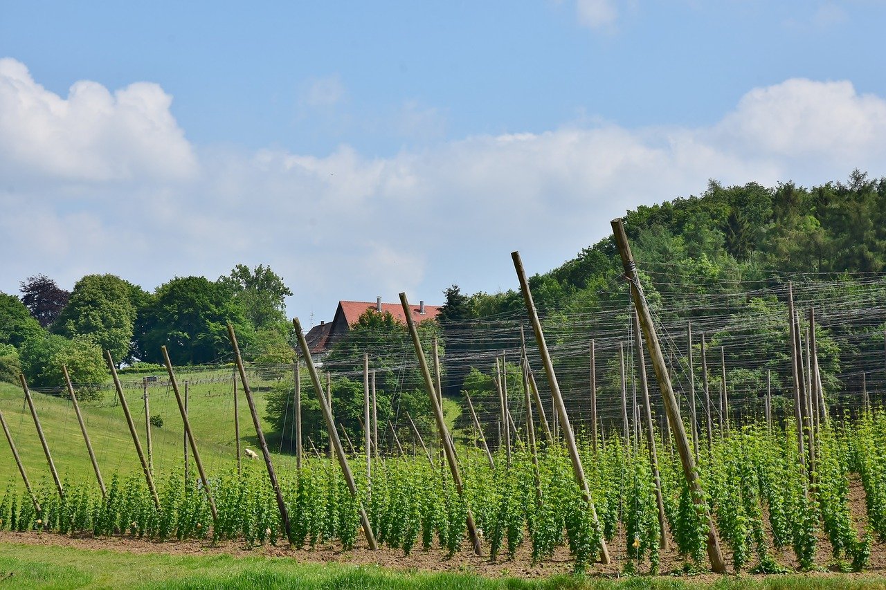 Hops fields